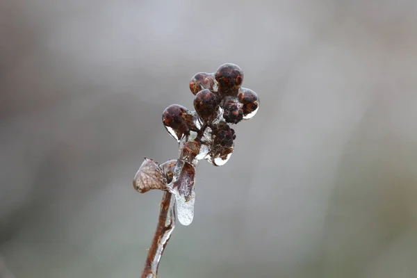 Frost Och Grenar Skogen Frostig Vinterdag — Stockfoto