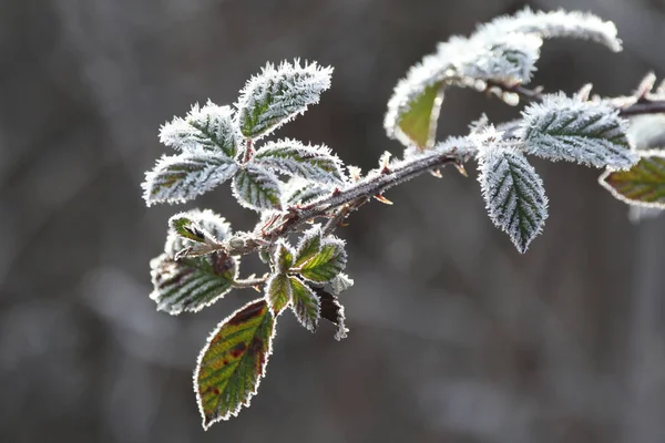 凍てつく冬の日に森の枝に氷と霜が — ストック写真