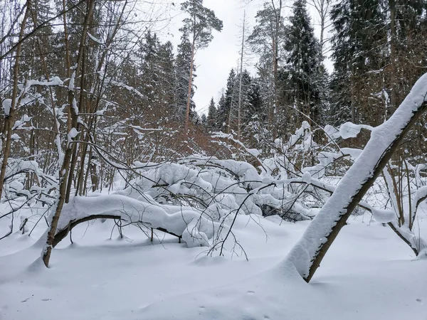 Karlı Kış Ormanlarında Soğuk Gün — Stok fotoğraf