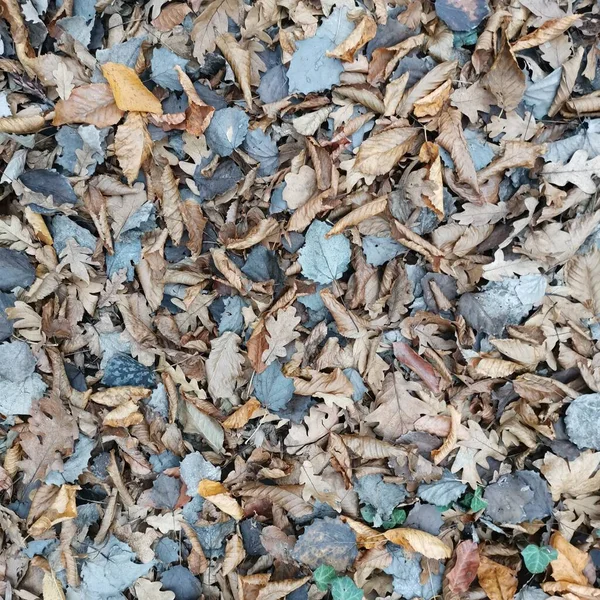 Dywan Jesiennych Zwiędłych Liści Ziemi Lesie — Zdjęcie stockowe
