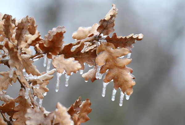 Geada Gelo Galhos Floresta Dia Inverno Gelado Fotos De Bancos De Imagens