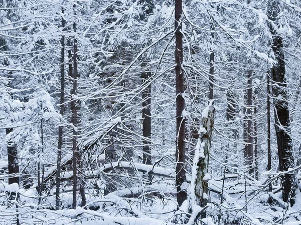 Κρύα Μέρα Στο Χιονισμένο Χειμερινό Δάσος Εικόνα Αρχείου