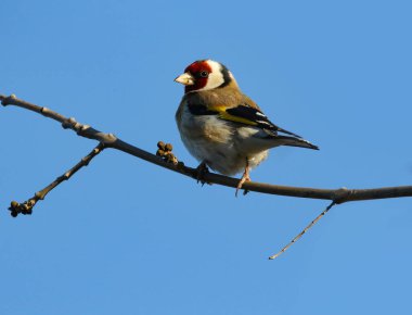 Vahşi Chaffinch 'in gerçek fotoğrafı.