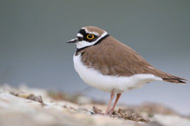Küçük Halkalı Plover 'ın deniz kıyısındaki gerçek fotoğrafı.