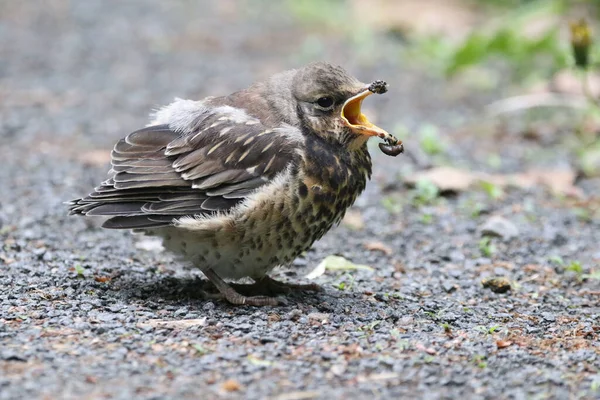 Prawdziwe Zdjęcie Cheeper Fieldfare Przyrodzie — Zdjęcie stockowe