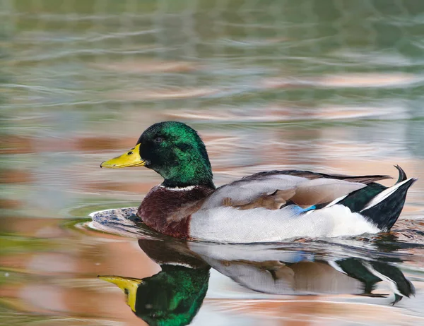 Foto Real Mallard Água — Fotografia de Stock