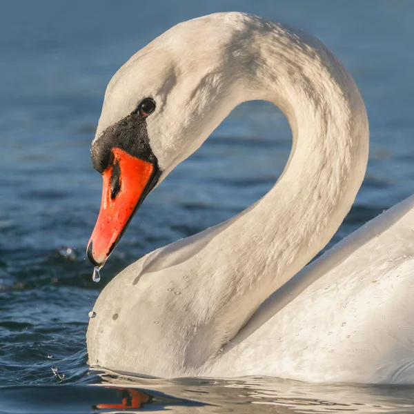 Skutečná Fotografie Mute Swan Vodě — Stock fotografie