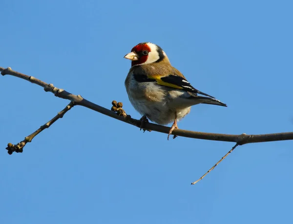 Echte Foto Van Wilde Chaffinch Natuur Stockfoto