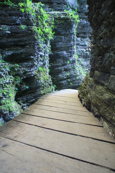 Catwalk in the forest — Stock Photo, Image