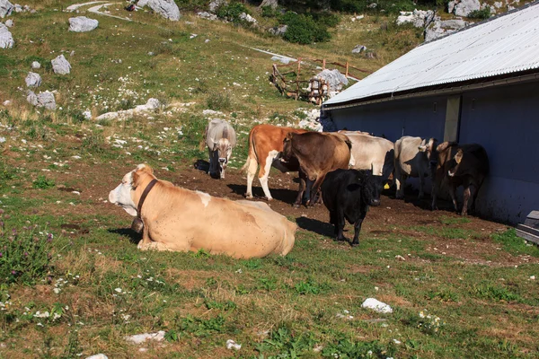 Pastoreo de vacas — Foto de Stock