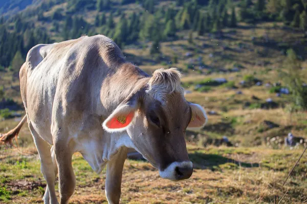 Cow grazing — Stock Photo, Image