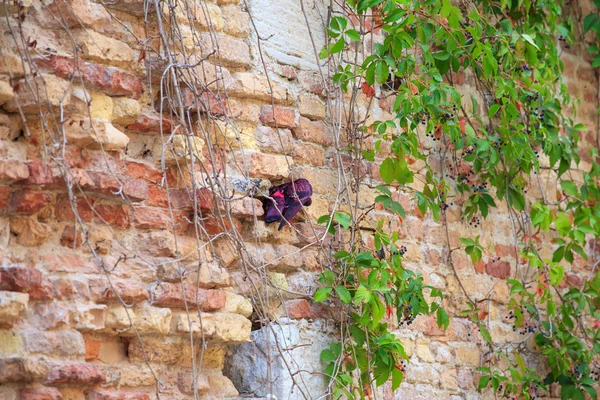 Piccione sul muro — Foto Stock