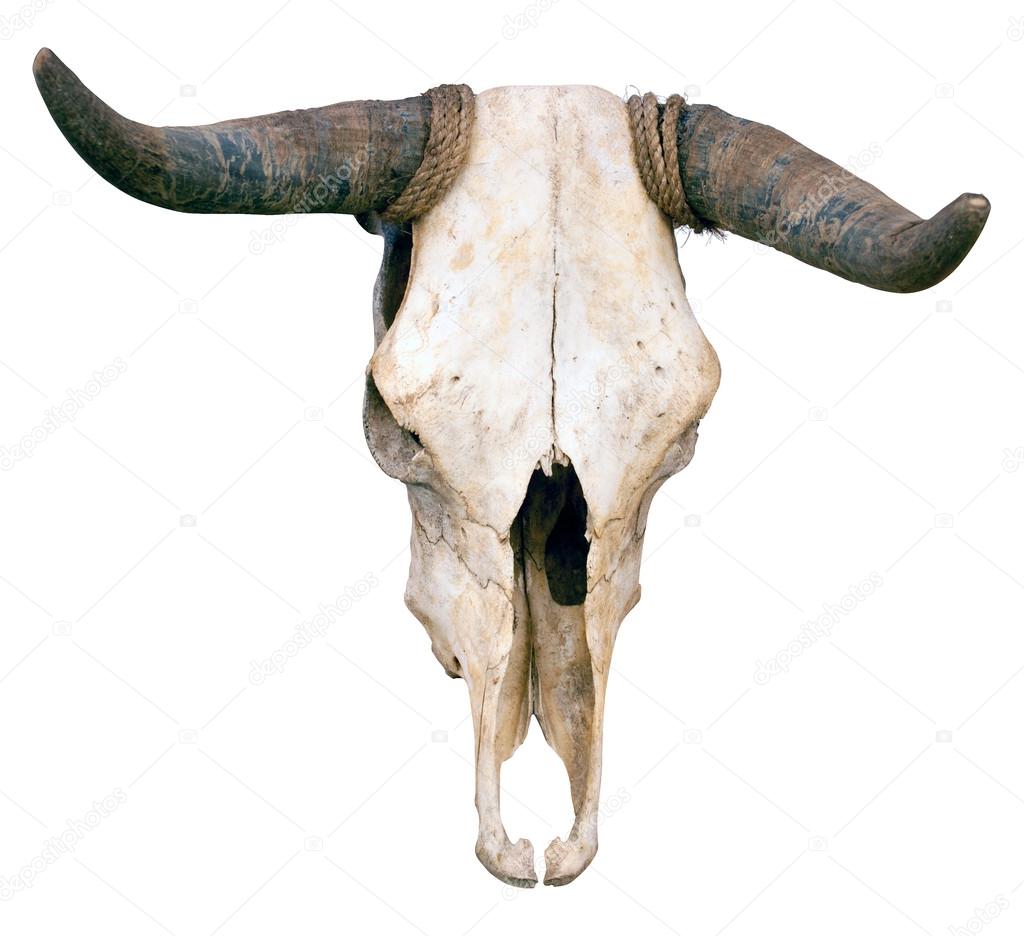 Buffalo skull