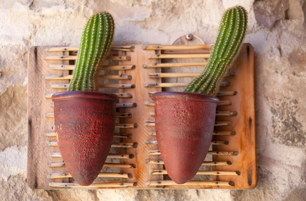 Cactus inside a pot — Stock Photo, Image
