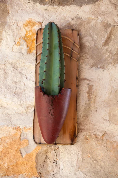 Cactus in een pot — Stockfoto