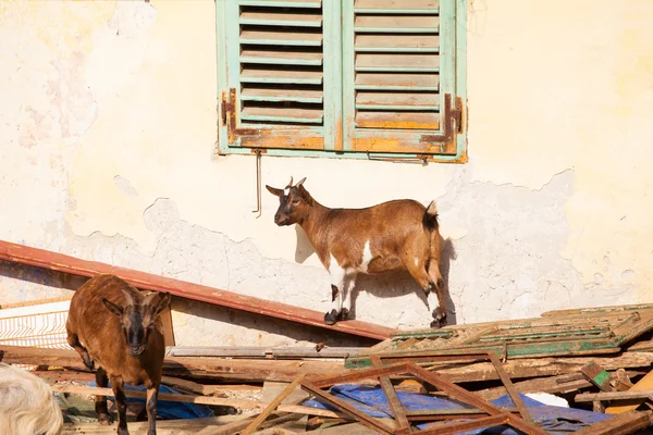 Cabras tibetanas — Foto de Stock