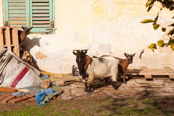 Cabras tibetanas — Foto de Stock