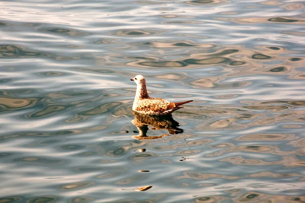 Eenden — Stockfoto