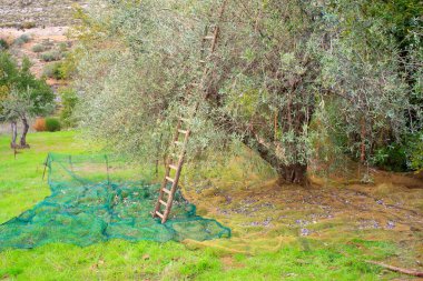 zeytin hasat
