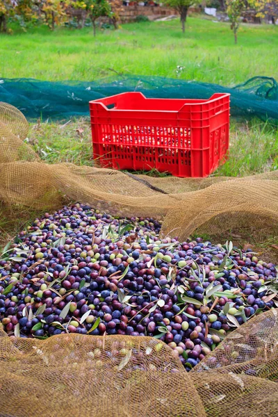 Olives harvest — Stock Photo, Image