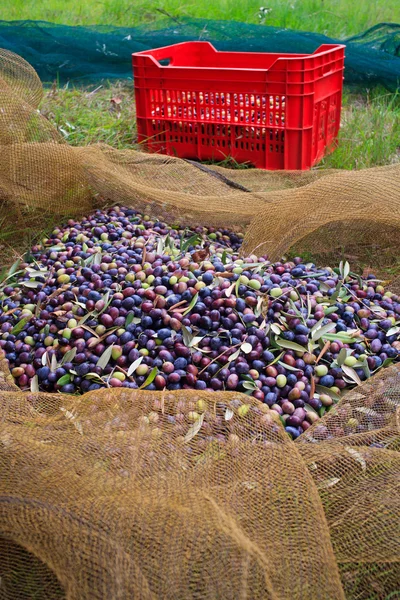 Zeytin hasat — Stok fotoğraf