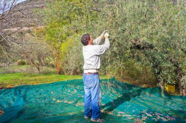 zeytin hasat