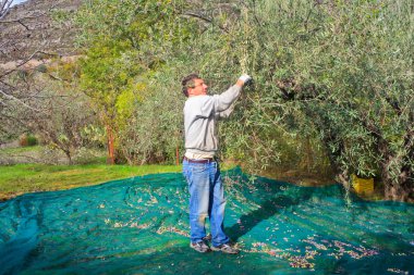 zeytin hasat