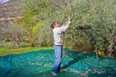 zeytin hasat