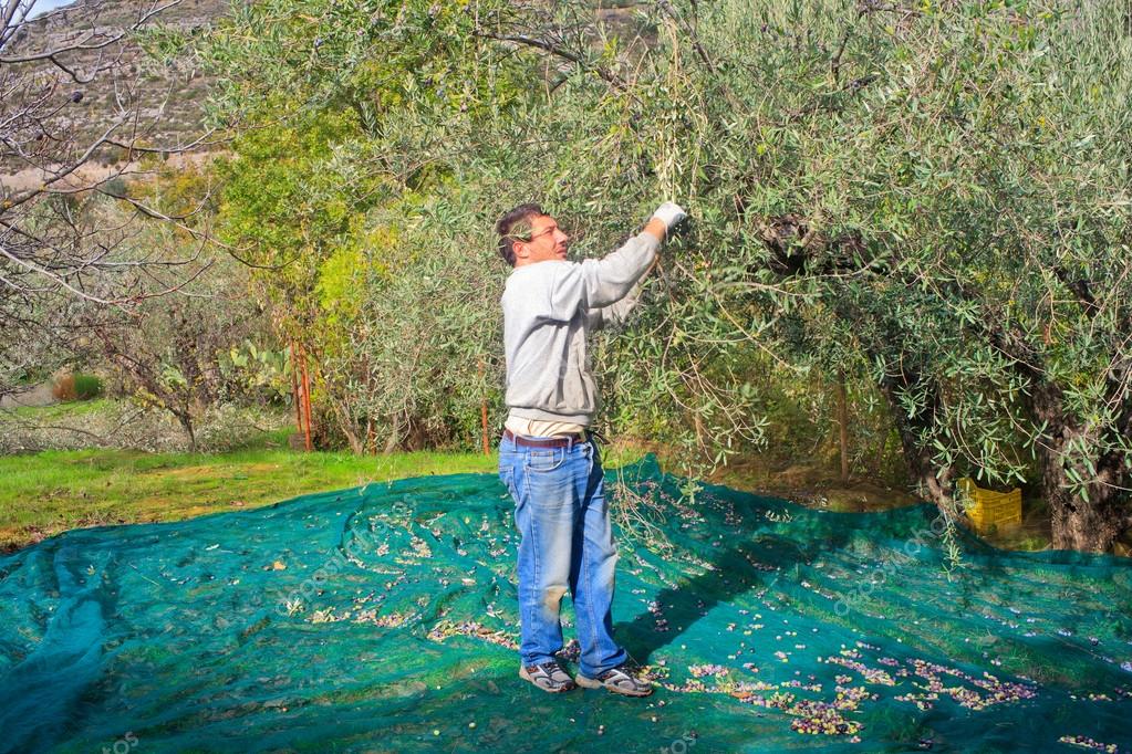Olives harvest — Stock Photo © bepsimage 18654009