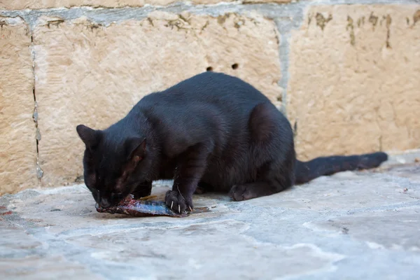 Chat et poisson — Photo