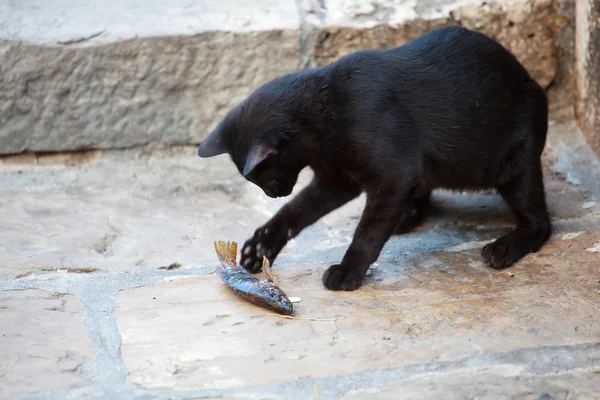 Gatto e pesce — Foto Stock