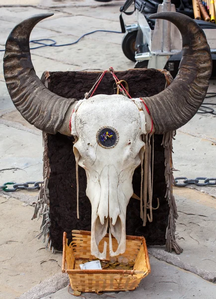 Buffalo skull — Stock Photo, Image