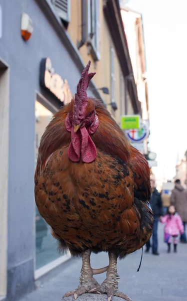 Gallo — Foto Stock