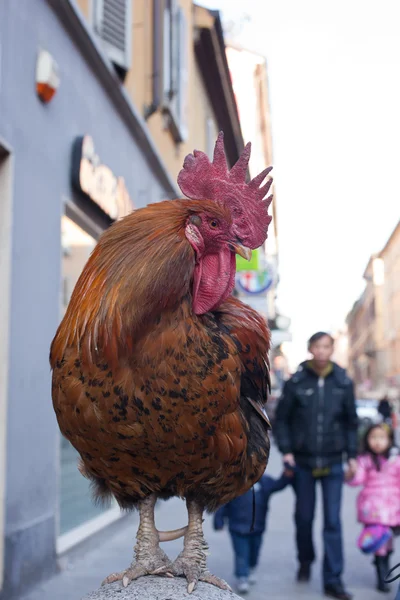 Gallo —  Fotos de Stock