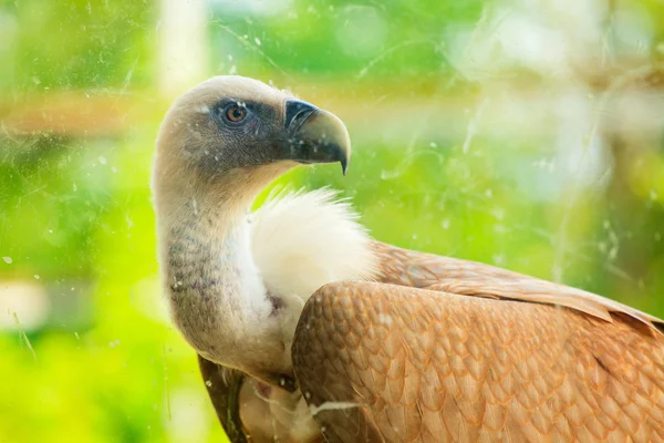 Abutre Griffon — Fotografia de Stock