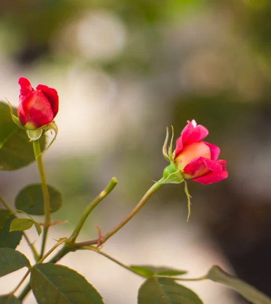 Rosas — Fotografia de Stock