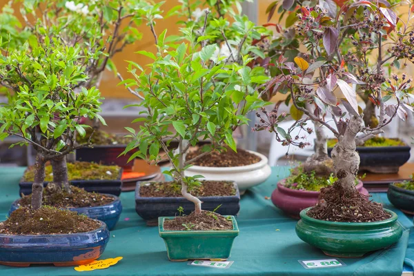 Bomen van de Bonsai — Stockfoto