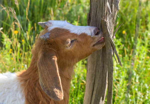 Goat — Stock Photo, Image