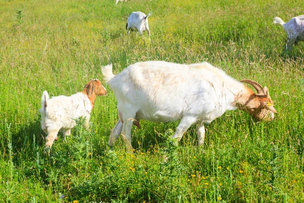 Geiten — Stockfoto