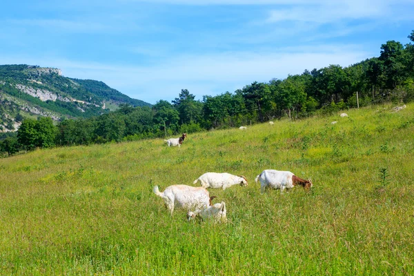 Caprino — Foto de Stock