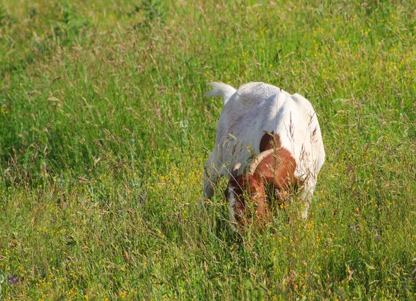 Ziege — Stockfoto