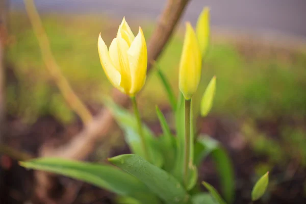 Tulpe — Stockfoto