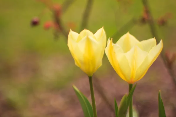 Tulipano — Foto Stock