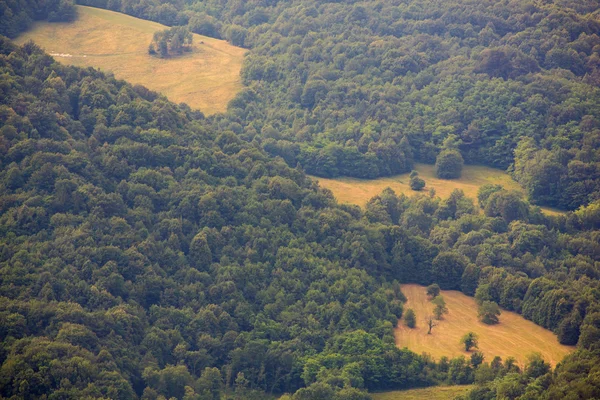 Bosbouw — Stockfoto