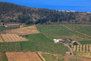 saç ekimi, pantelleria
