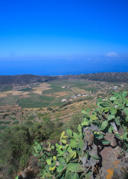 Plantacji, pantelleria — Zdjęcie stockowe