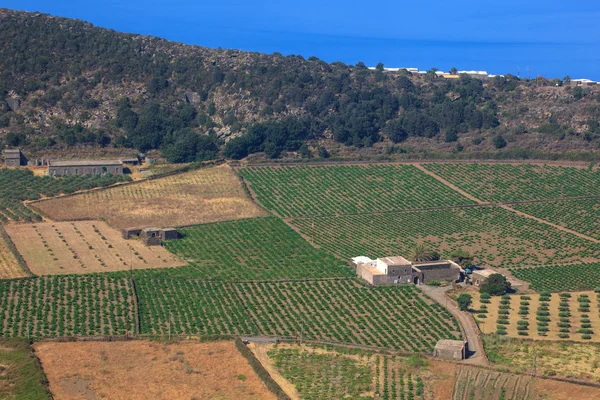 Plantación, Pantelleria —  Fotos de Stock