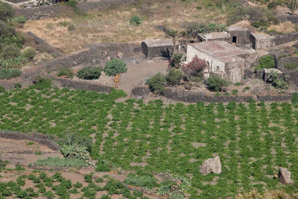 Plantation, Pantelleria — Stock Photo, Image