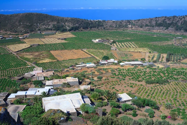 Plantage, pantelleria — Stockfoto