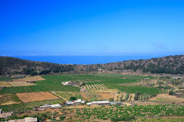 Plantation, Pantelleria — Stock Photo, Image